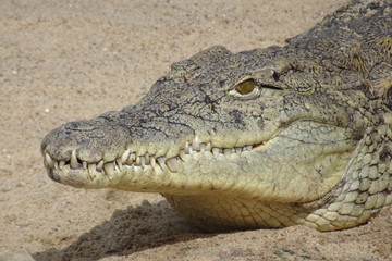 Obraz premium Alligator mississippiensis