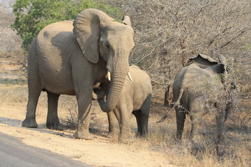 elefante natura africa animale safari