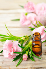 Carnation absolute essential oil and pink flowers on the wooden table