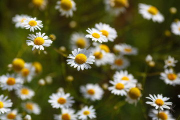 the field of daisies. Camomile daisy flowers, field flowers, chamomile flowers, summer Sunny day