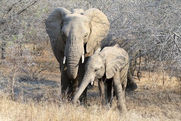 elefante animale africa fauna mammifero