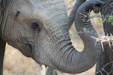 elefante fauna natura animale africa