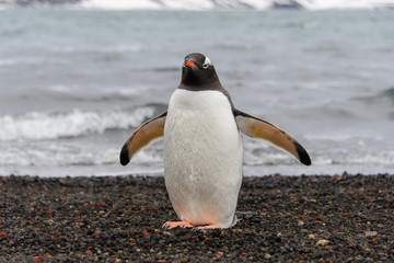 Gentoo penguin on beach