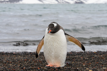 Gentoo penguin on beach