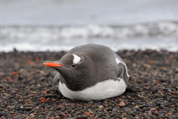 Fototapeta premium Gentoo penguin laying on beach