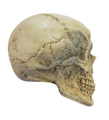 Skull model without jaw bone on isolated white background.for Clipping Path.