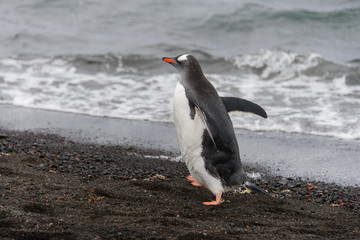 Fototapeta premium Gentoo penguin going