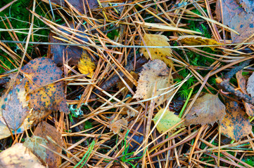 Autumn yellow leaves. Yellowed and reddened leaves of trees in autumn.
