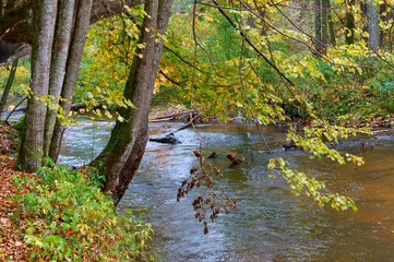 Tree on the river shore. Tree branches hanging over the forest river.