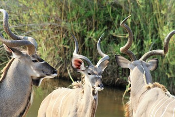 cervo antilope animale fauna mammifero 