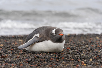 Fototapeta premium Gentoo penguin laying on beach