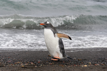 Gentoo penguin going