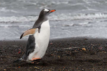 Fototapeta premium Gentoo penguin going