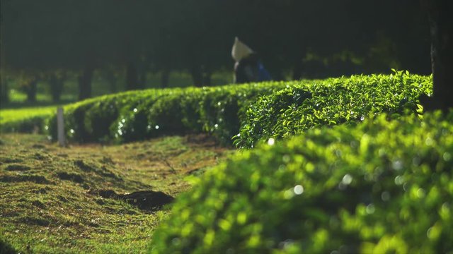 Farmer carries sack of hand picked tea leaves on his back, two shot.