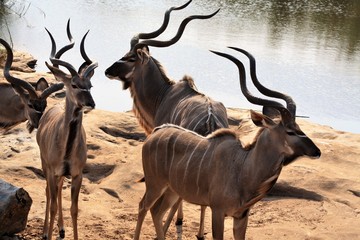 animale antilope fauna africa fauna