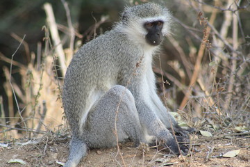 cercpiteco animale fauna africa safari