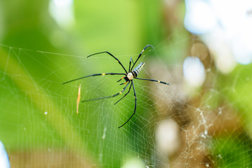 Spider