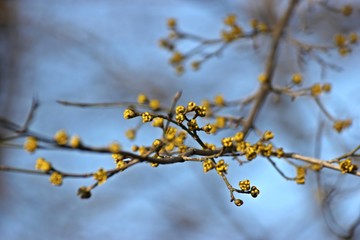 Knospende Asiatische Kornelkirsche (Cornus officinalis)