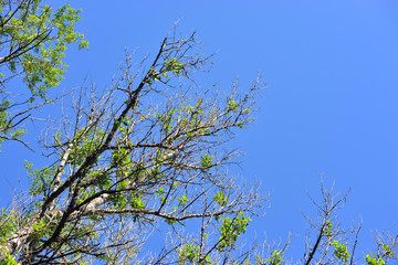 Branches of poplar trees at summer day.
