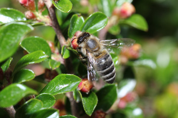 Wild Bees are all bee species of the superfamily with the exception of the honeybee

