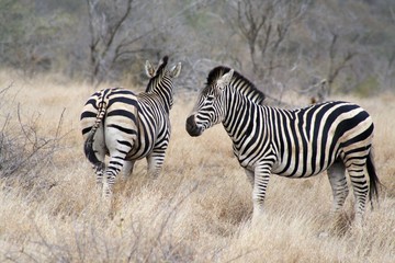 Naklejka na ściany i meble zebra animale africa natura fauna