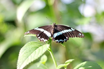 Brown butterfly resting on leaf
