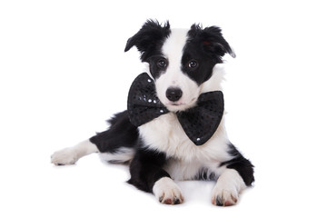 Junger Border Collie isoliert auf weißem Grund
