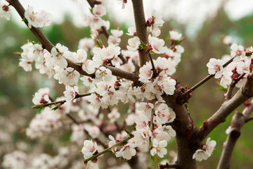 Cherry tree blossoms