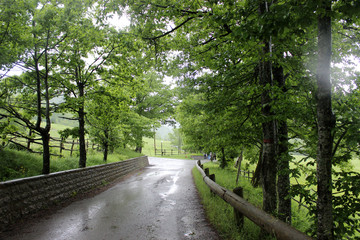 Bosque de Siena