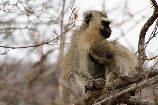cercopiteco animale mammifero africa fauna