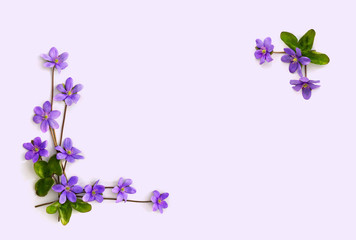 Frame of violet flowers hepatica (liverleaf or liverwort) on a light background with space for text. Top view, flat lay.
