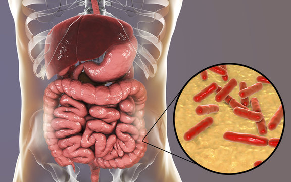 Normal flora of large intestine, bacteria Bidifobacterium, 3D illustration. Intestinal microbiome. Probiotic bacterium