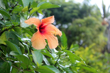 Search photos hibiscus flower