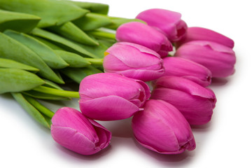 tulips on isolated white background