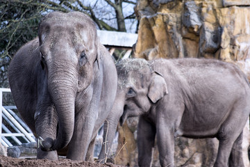 Fototapeta premium Pair of Elephants