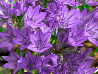 Bunch of purple flowers (Campanula)