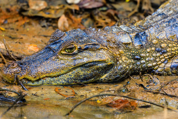 Big crocodile in Surinam