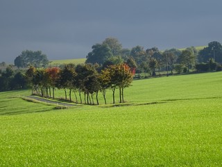 Fototapeta na wymiar Grassland in Thuringia