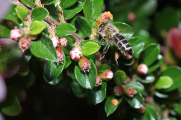 Wild Bees are all bee species of the superfamily with the exception of the honeybee

