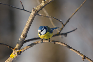 A little bird chickadee sitting on a branch of tree