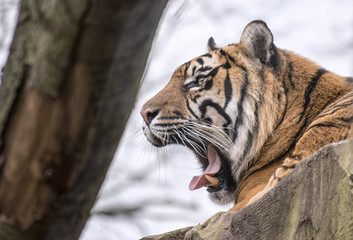 Wild Tiger Yawning
