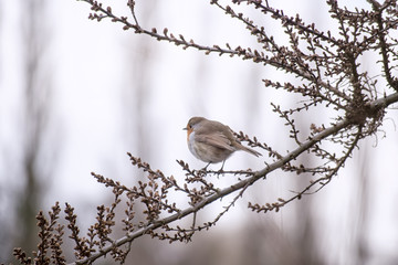 Robin Sitting on a Tree Branch