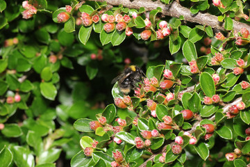 The bumblebee is one of the true bees of the state-forming insects
