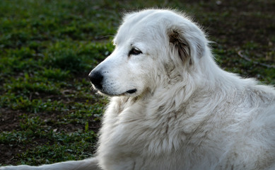 Pastore maremmano abruzzese femmina