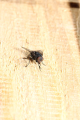 The fly has two subordinates of the two-winged bird while there are numerous families