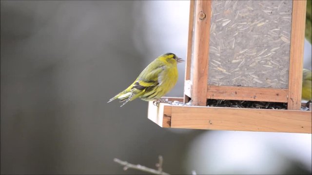 Tarin des aulnes (Spinus spinus)