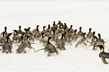 Emperor penguins(aptenodytes forsteri)walking on their bellies on the sea ice of Davis sea,Antarctica