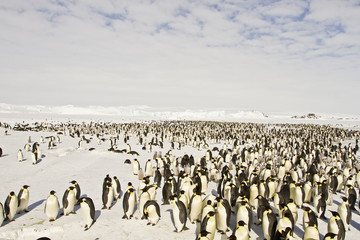 Obraz premium Emperor penguins(aptenodytes forsteri)with Chicks, in a colony on the sea ice of Davis sea,Antarctica
