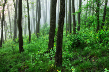 Fototapeta na wymiar spring forest. a misty morning in a picturesque forest. Sun rays