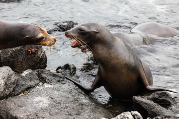 Male sea lions disputing territory in the Galapagos Islands